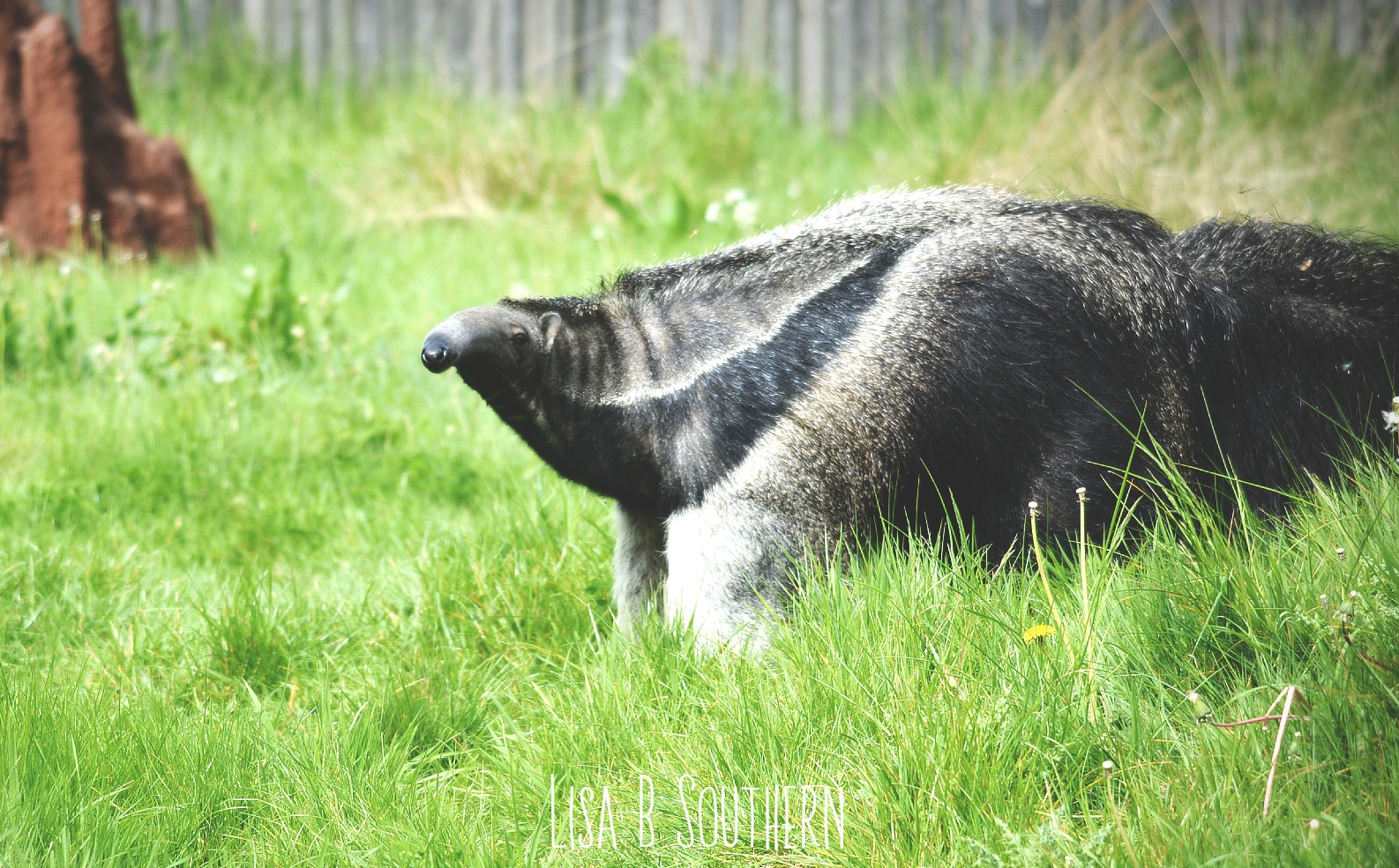 Giant Anteater
