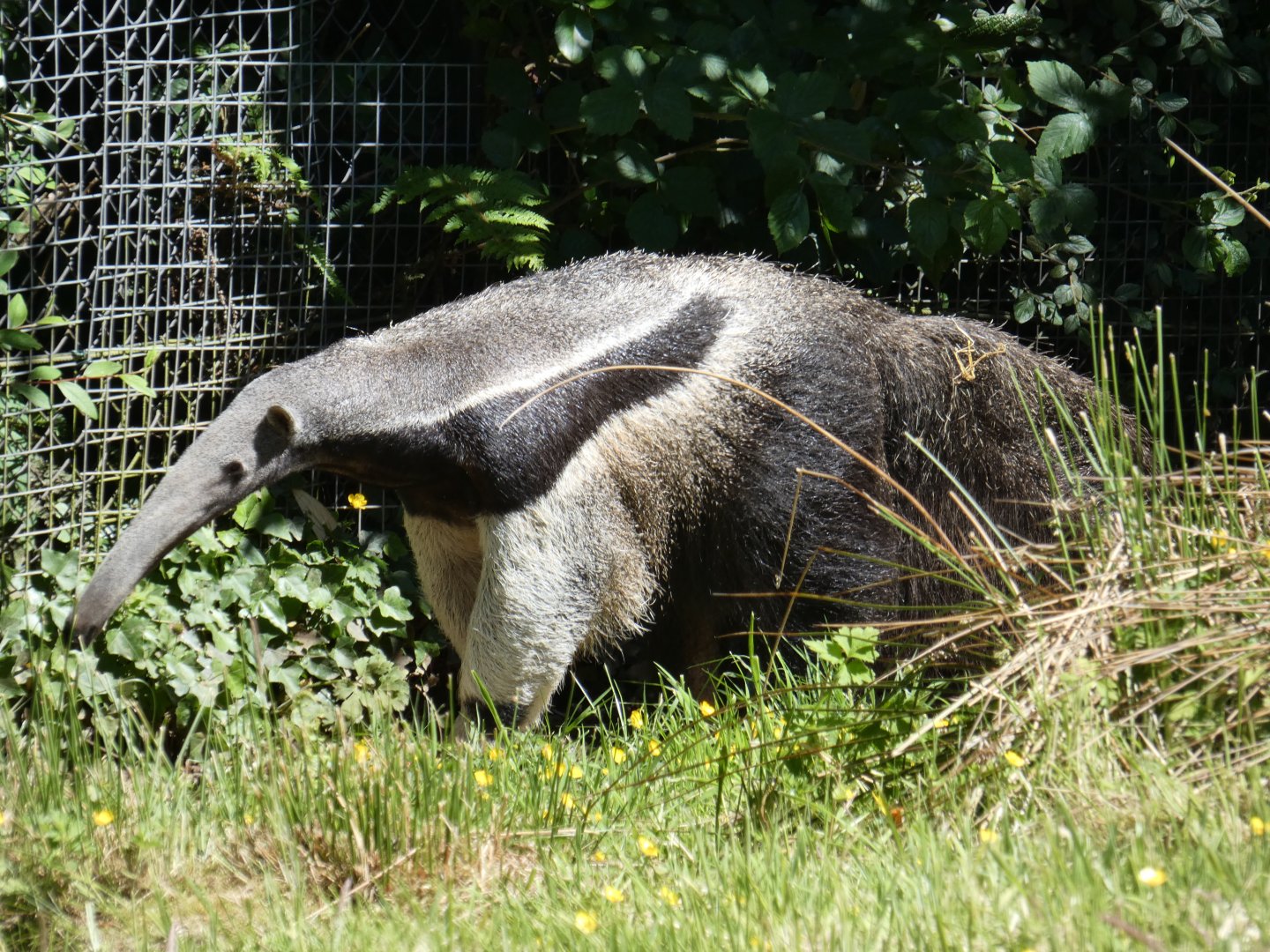 Giant anteater