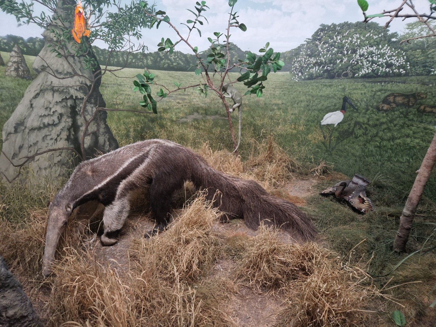 Giant Anteater