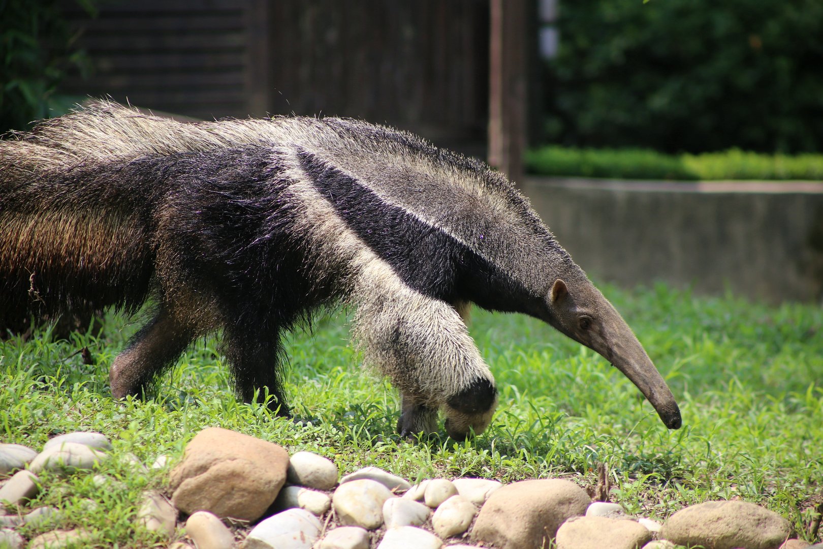 Giant Anteater