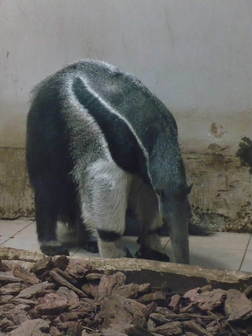 Giant anteater