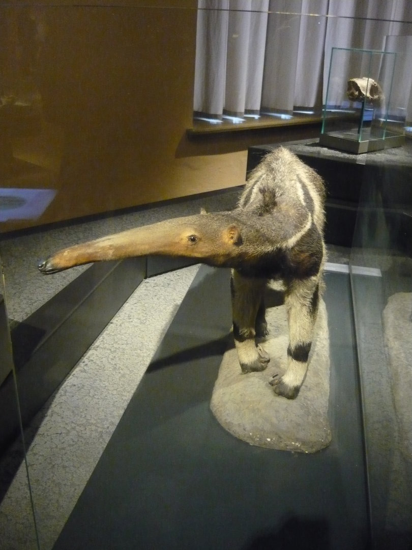 Giant anteater