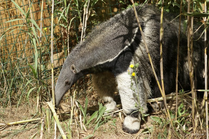 Giant Anteater
