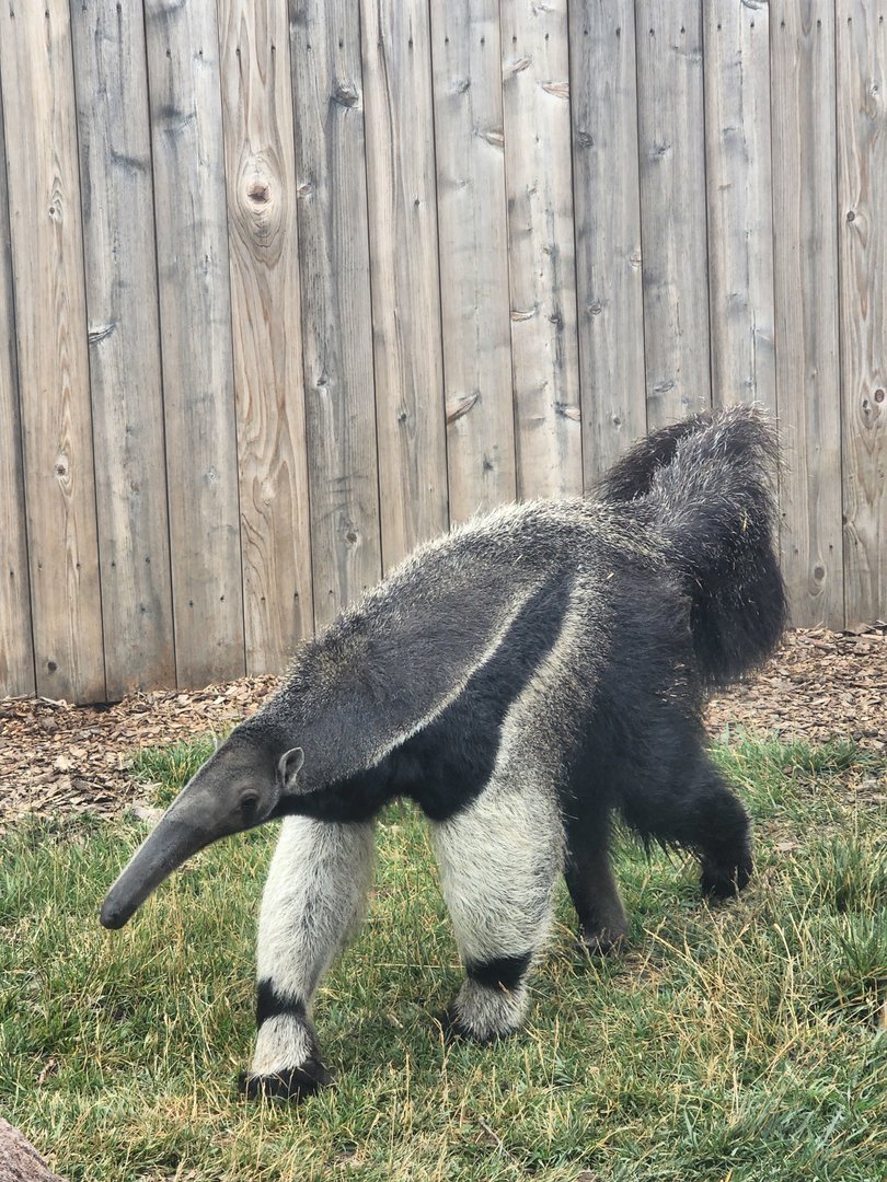 Giant Anteater