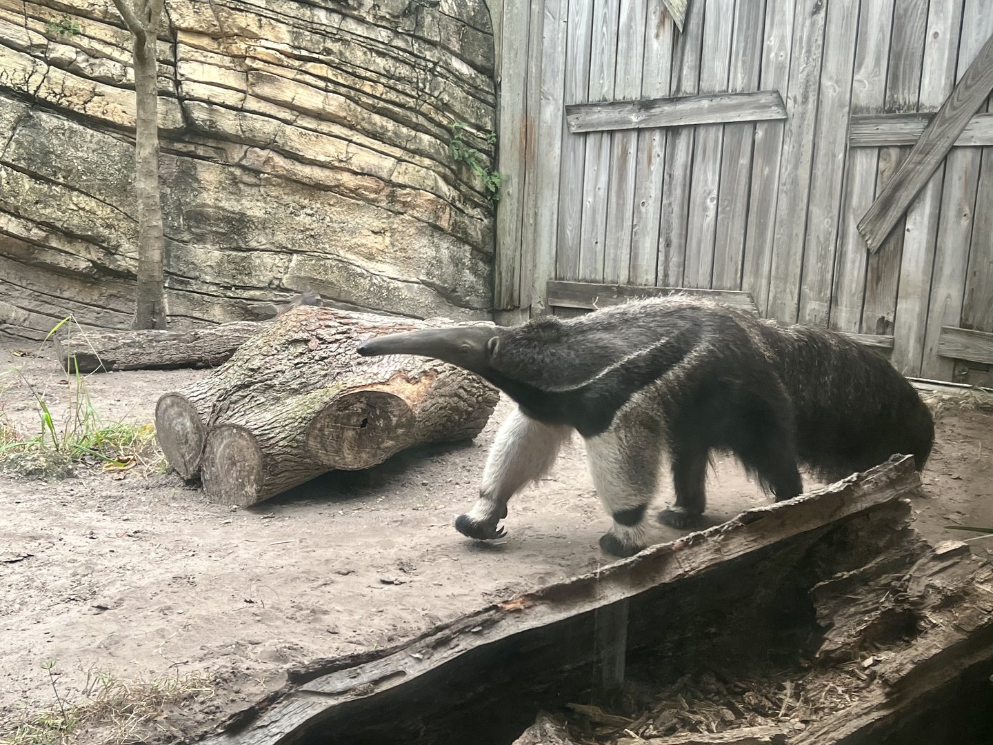 Giant Anteater