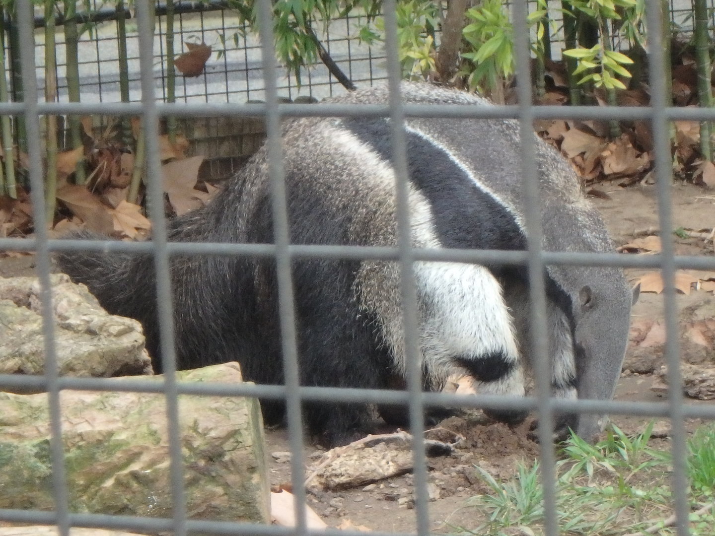 Giant anteater