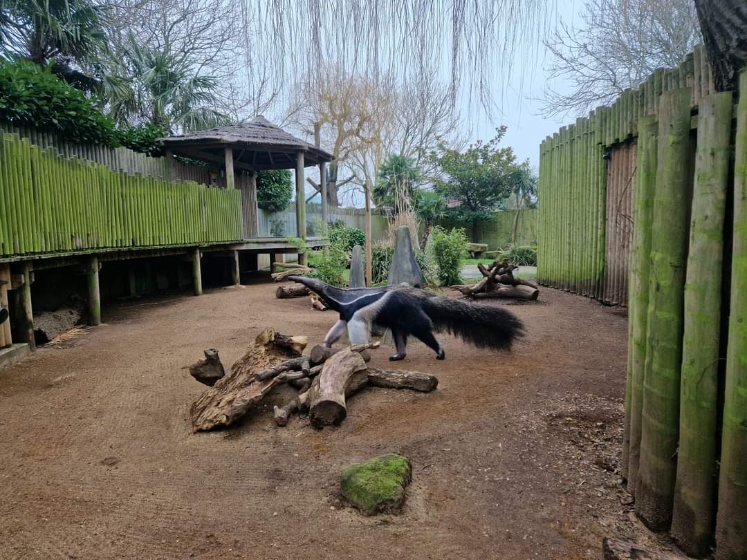 Giant Anteater
