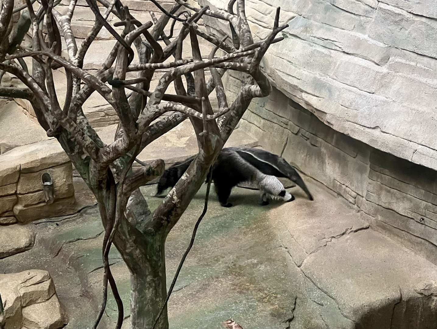Giant Anteater