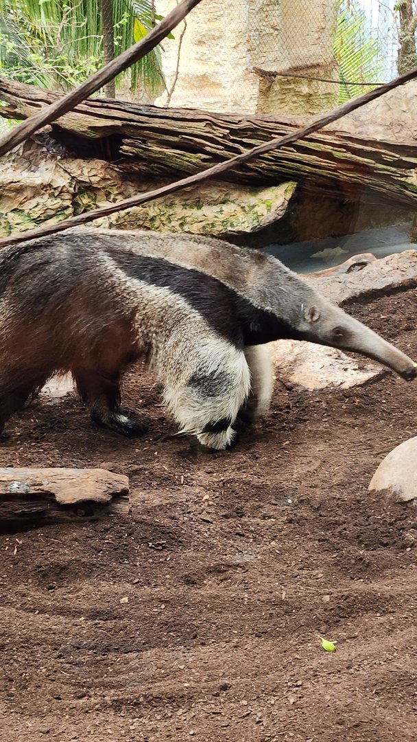 Giant Anteater