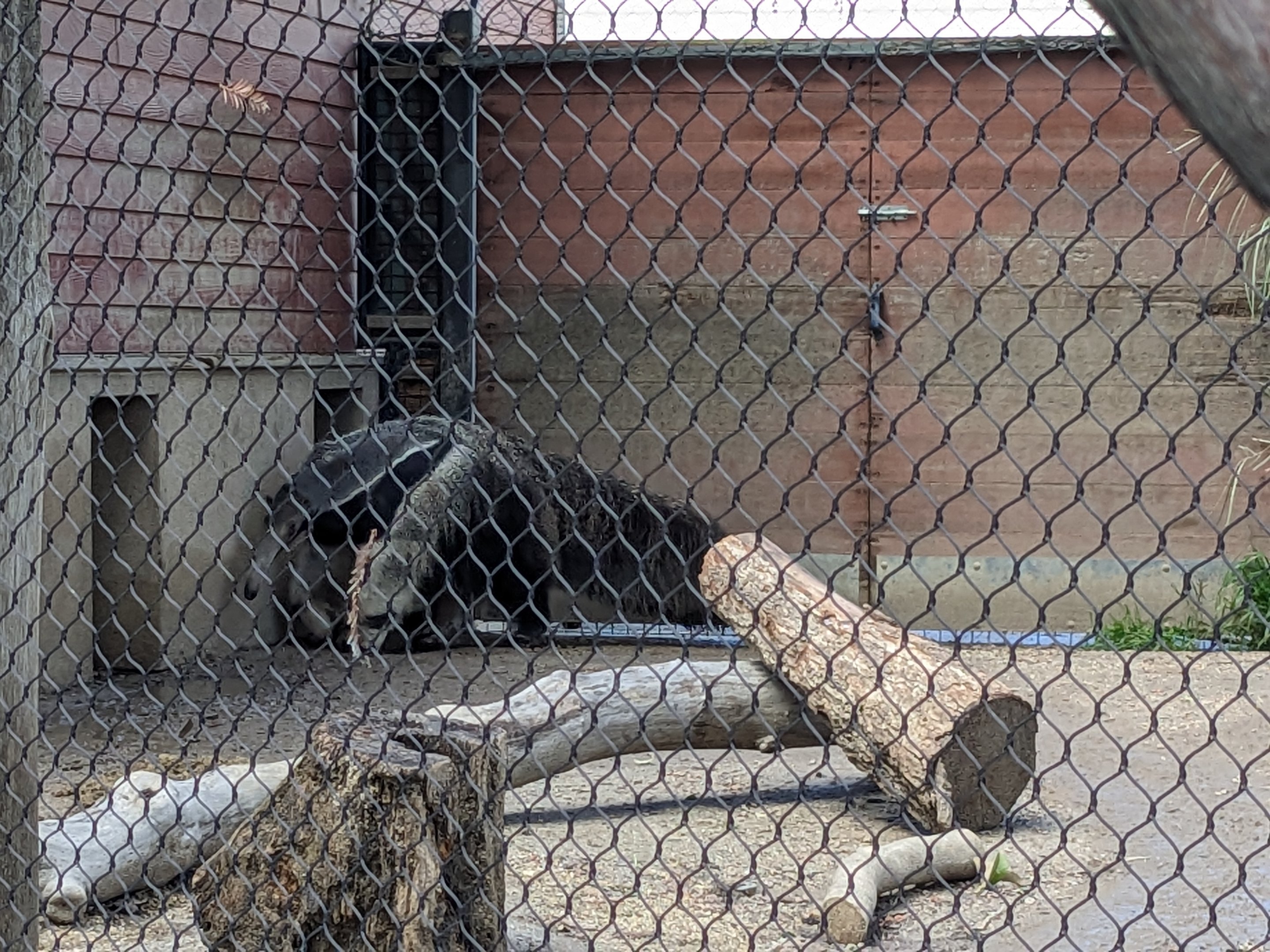Giant anteater