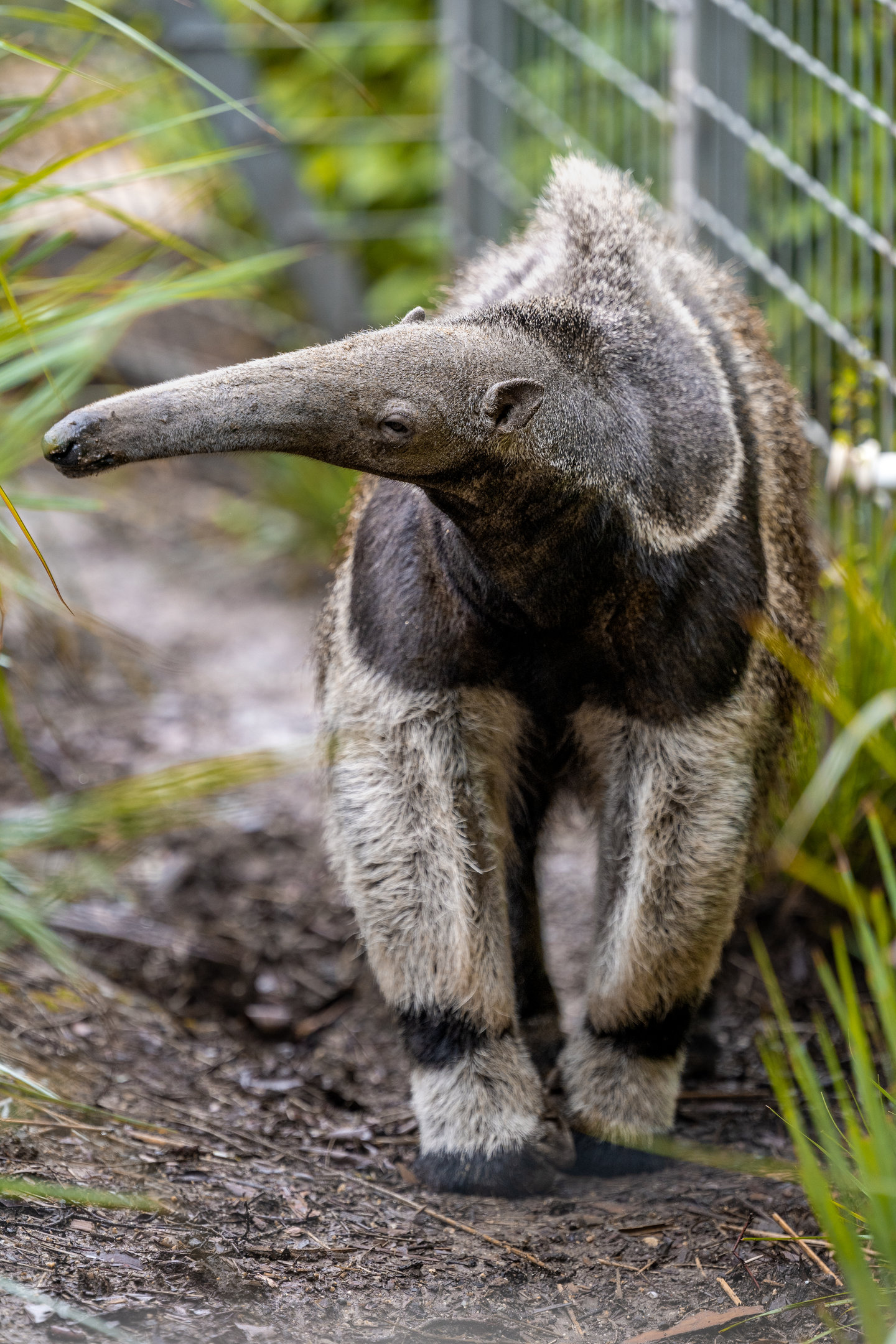 Giant Anteater