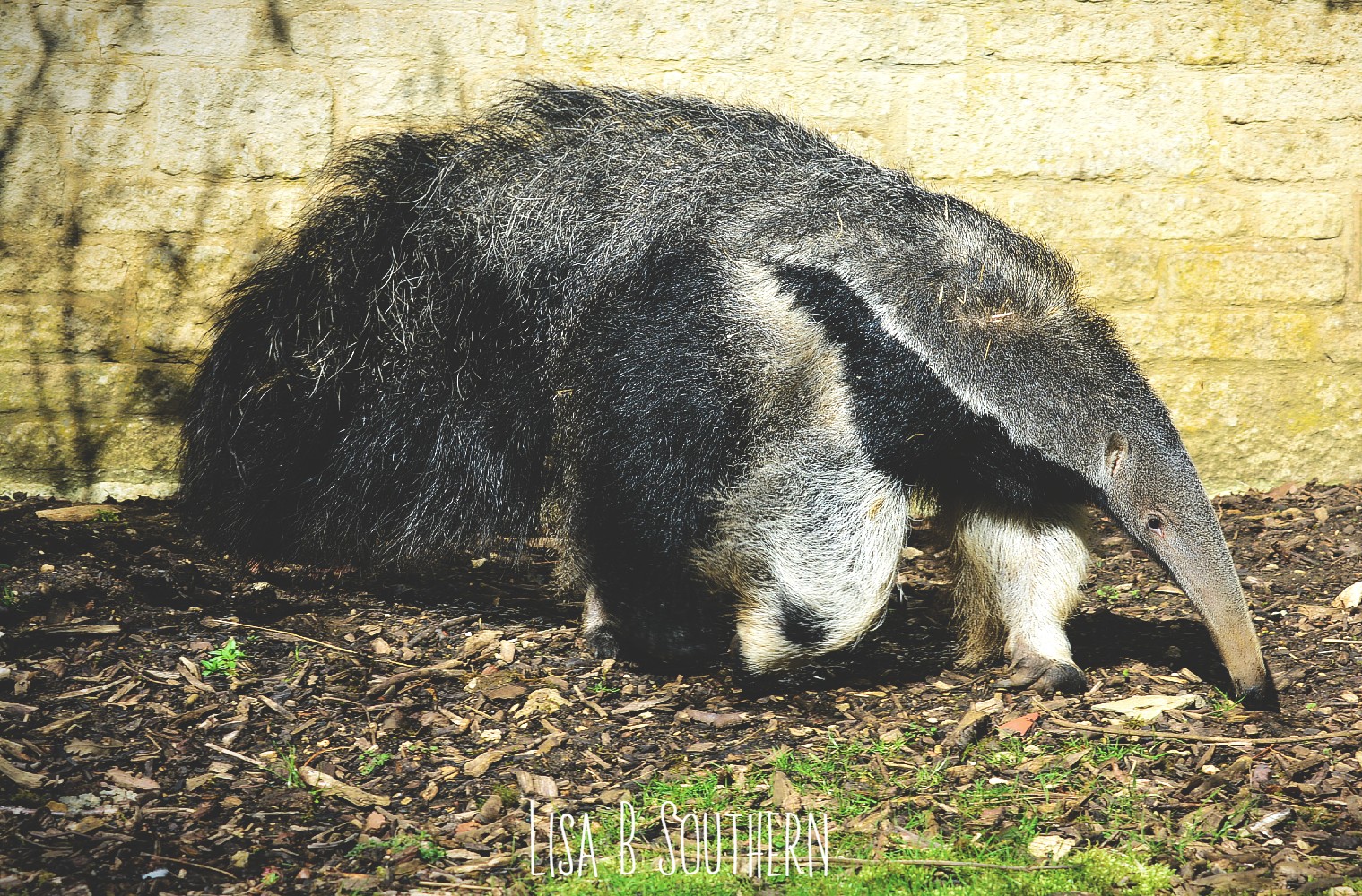 giant anteater