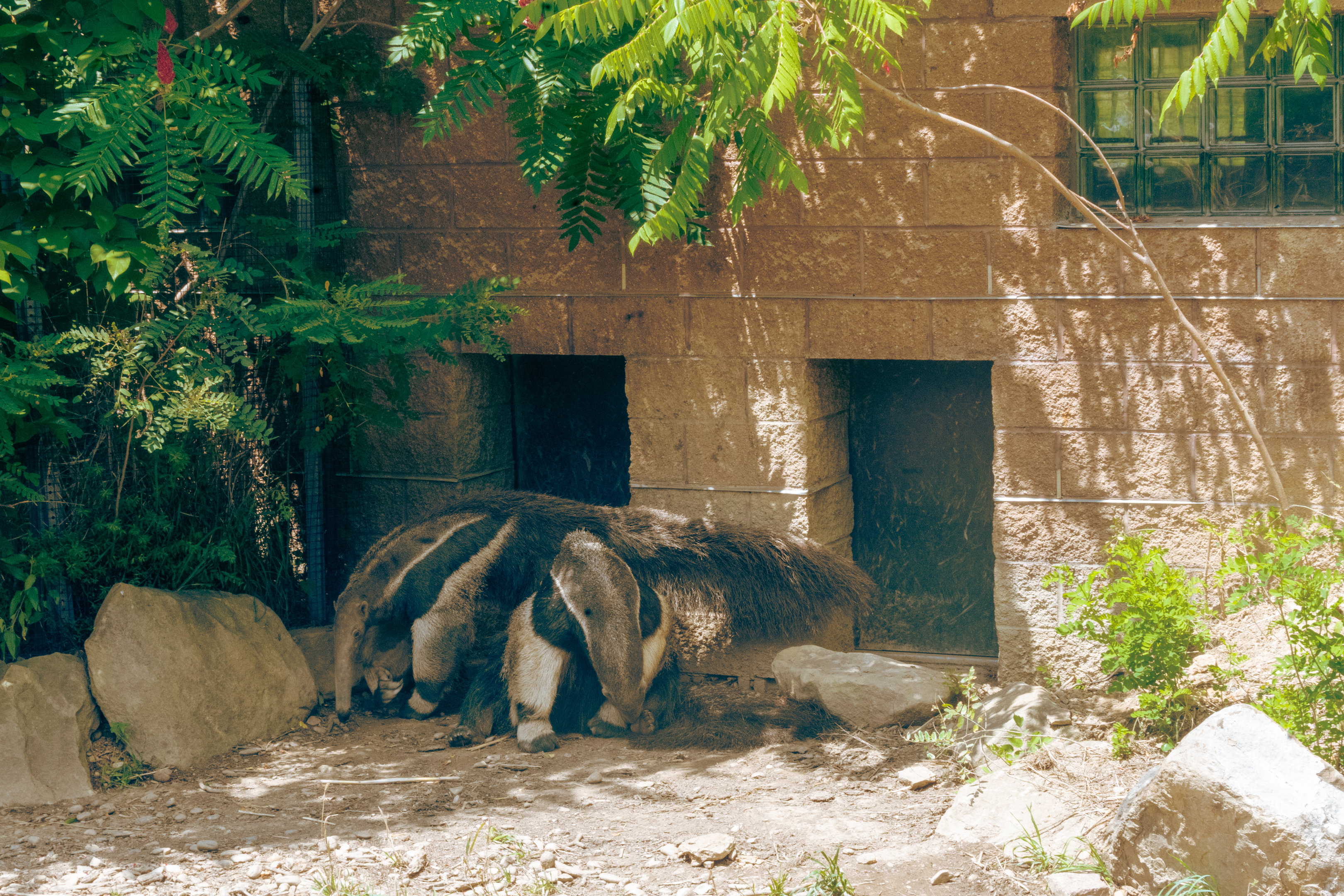 Giant Anteater