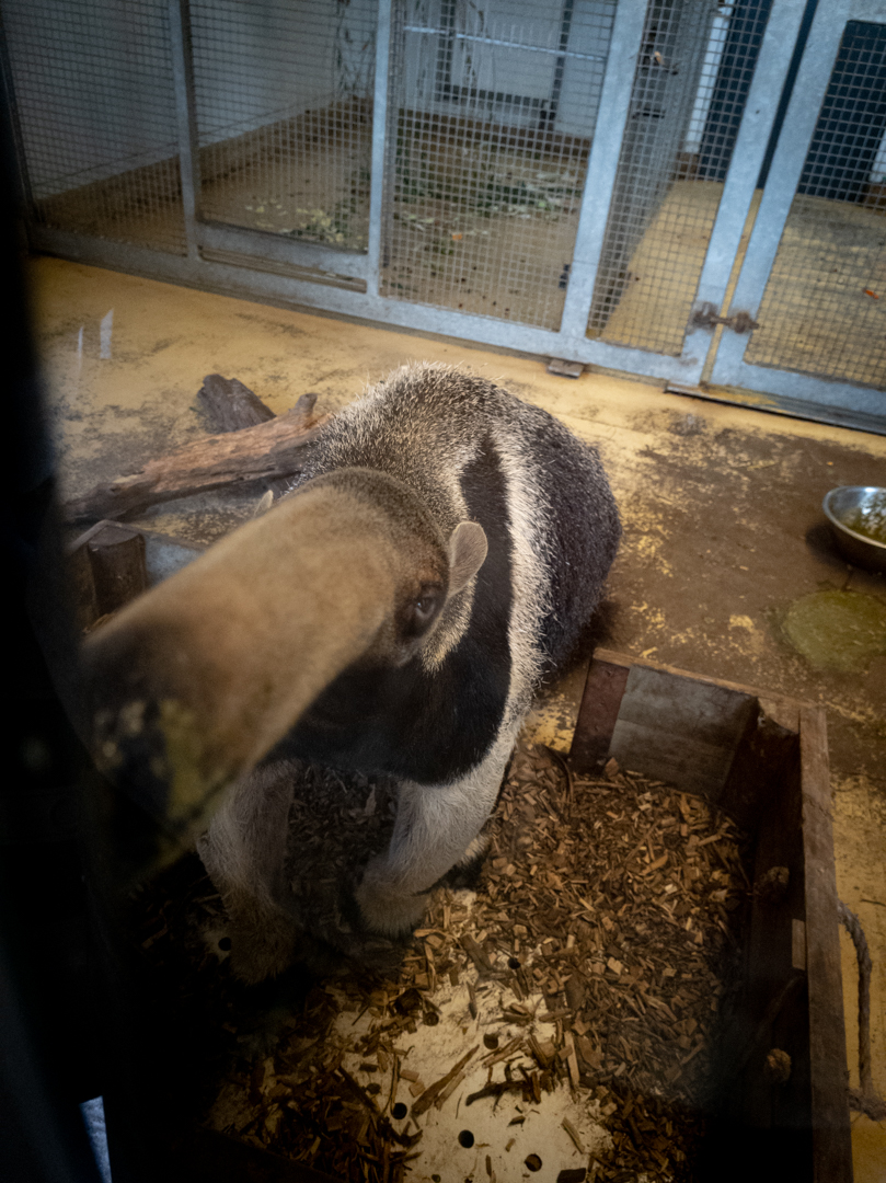 Giant Anteater