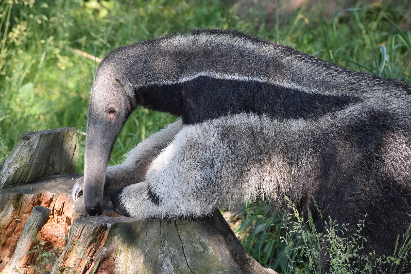 Giant anteater