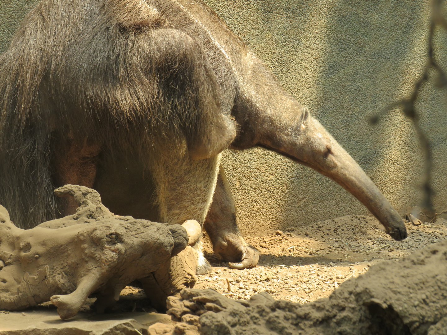 Giant anteater