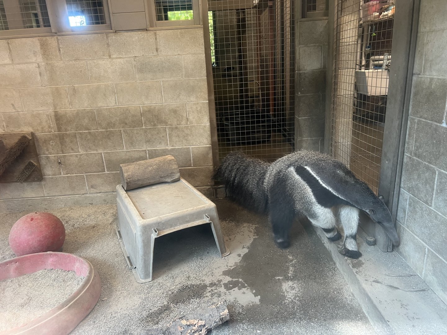 Giant Anteater
