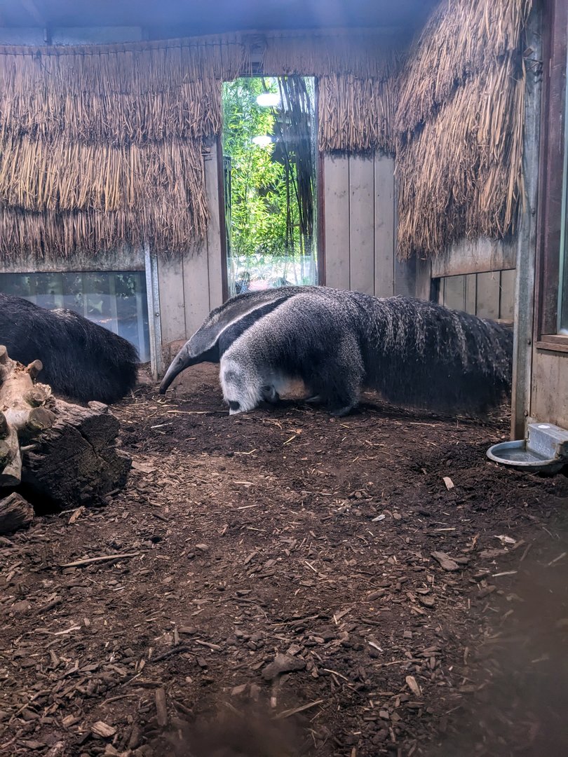 Giant Anteater