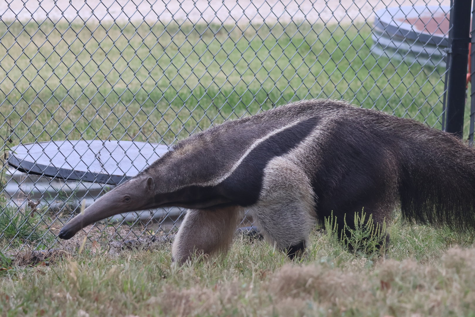 Giant Anteater
