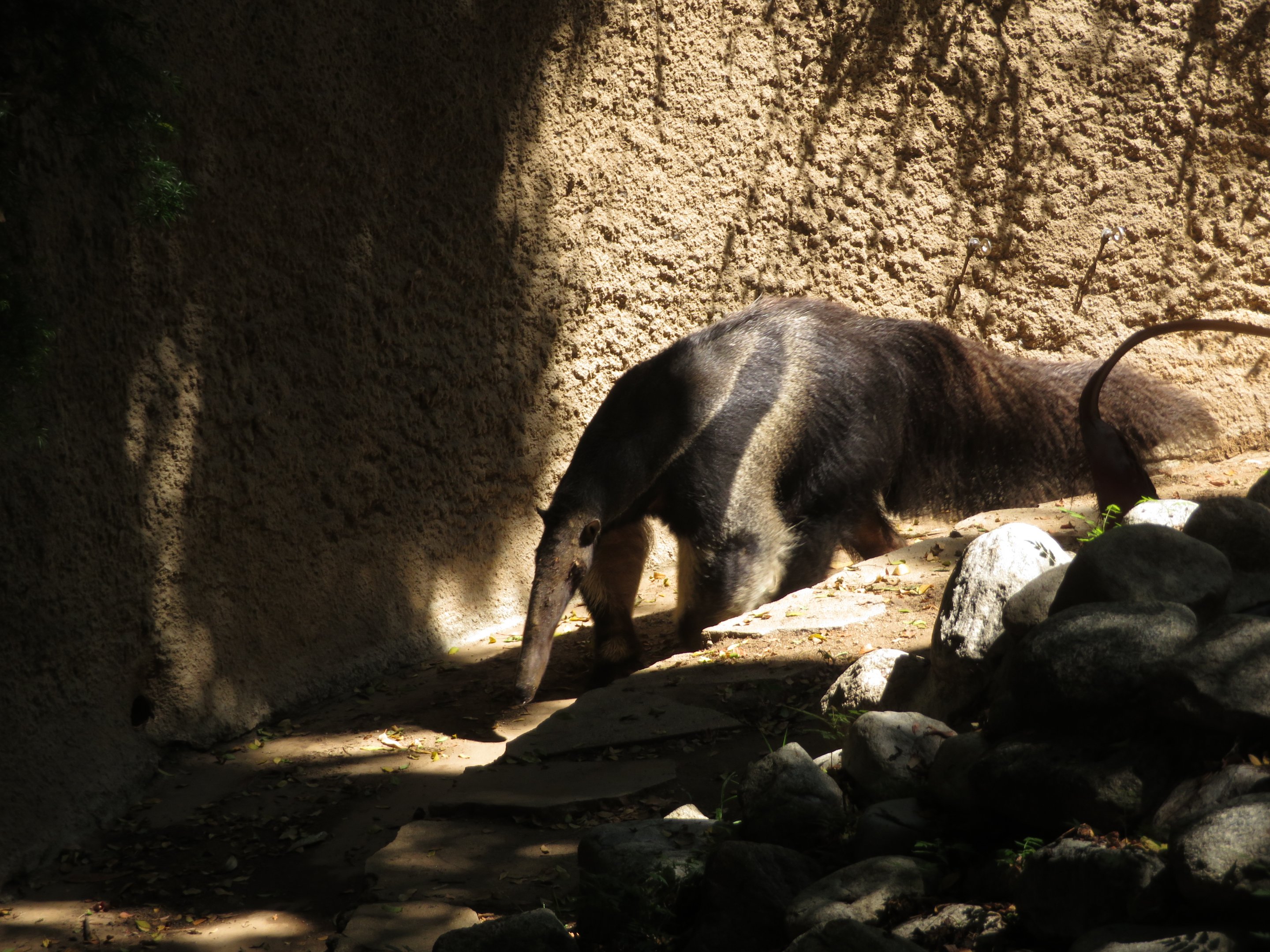 Giant Anteater