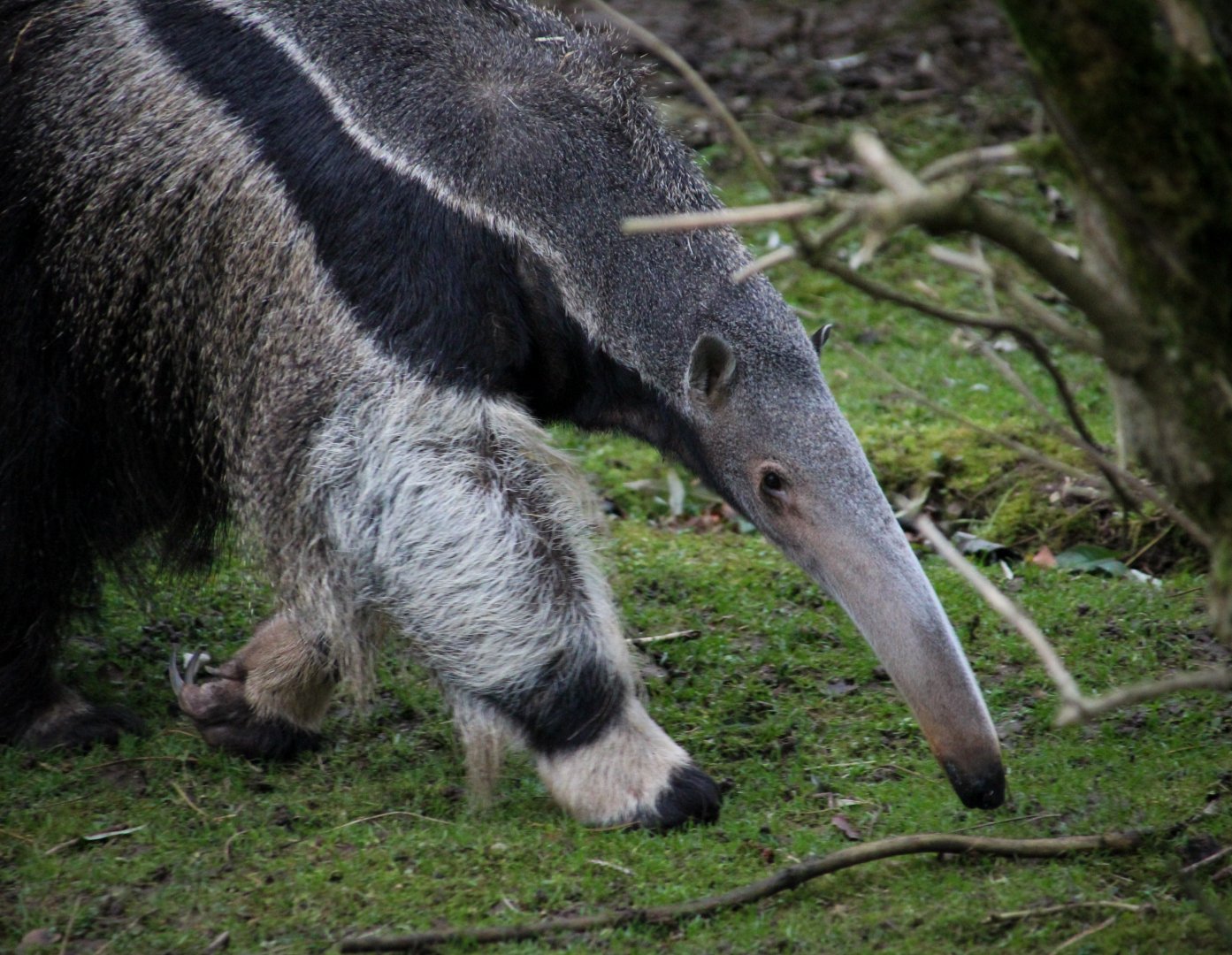 Giant Anteater