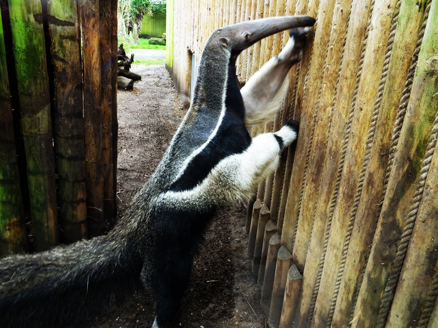 Giant Anteater