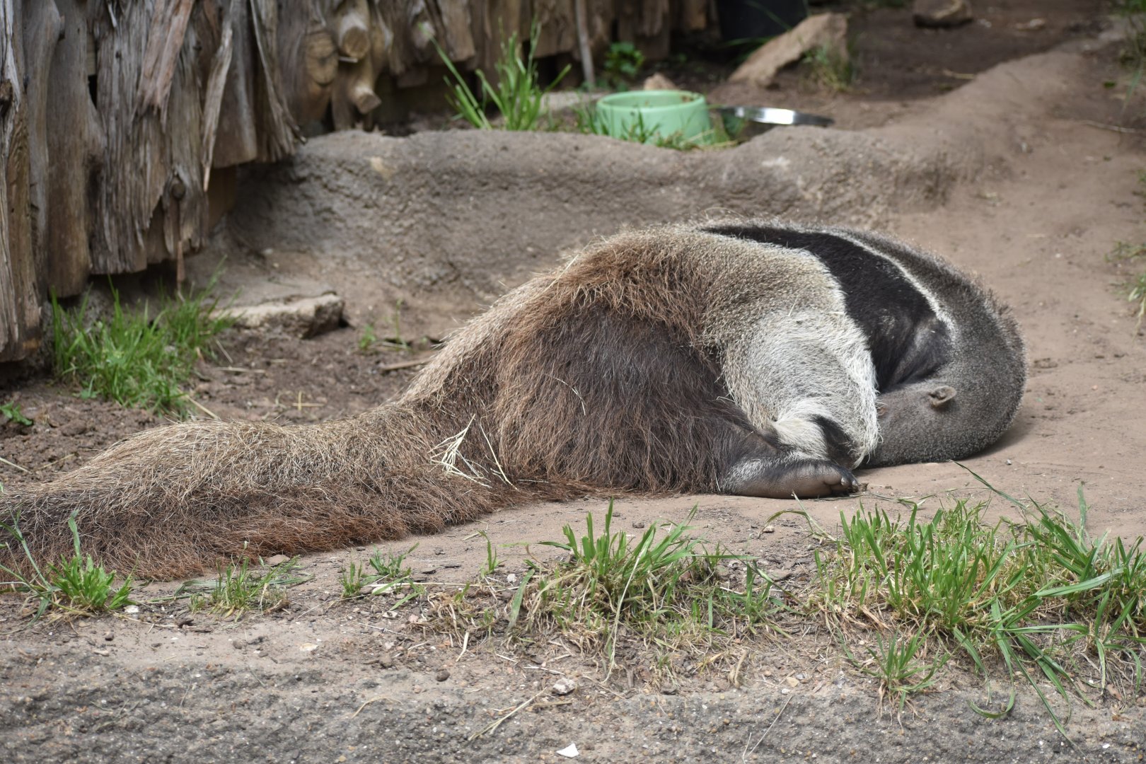 Giant Anteater