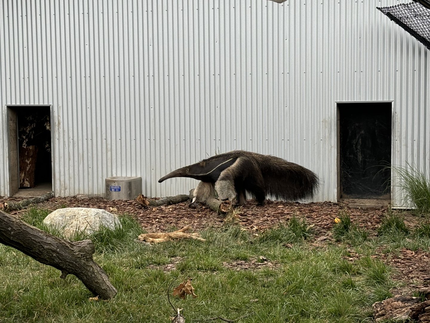Giant Anteater