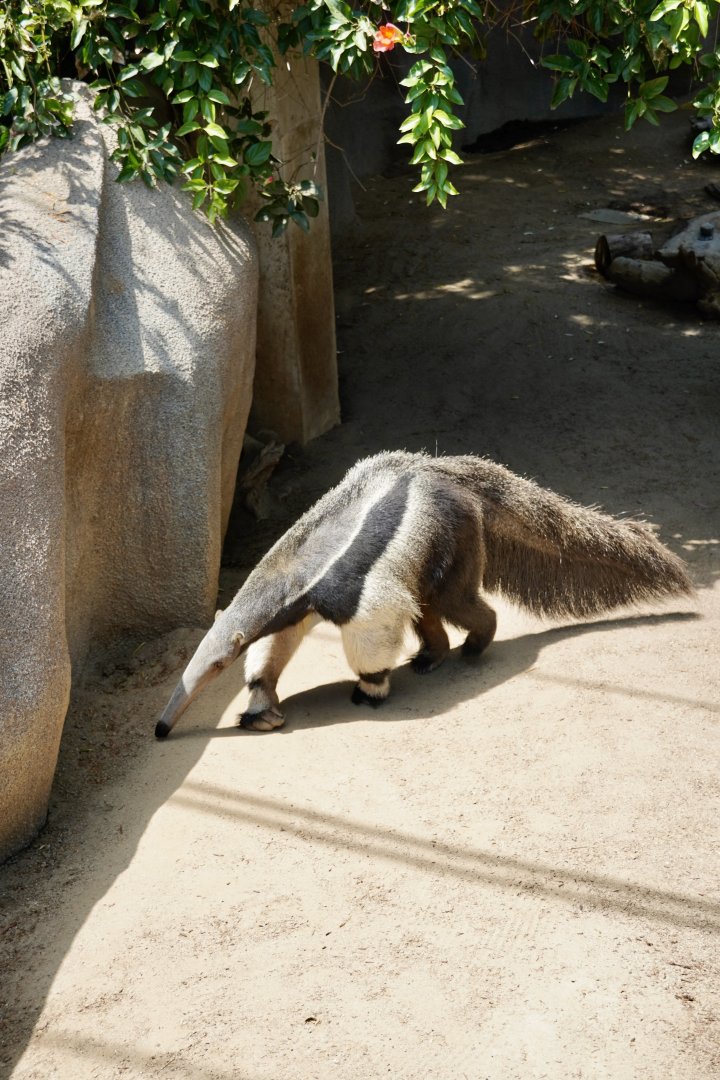 Giant Anteater
