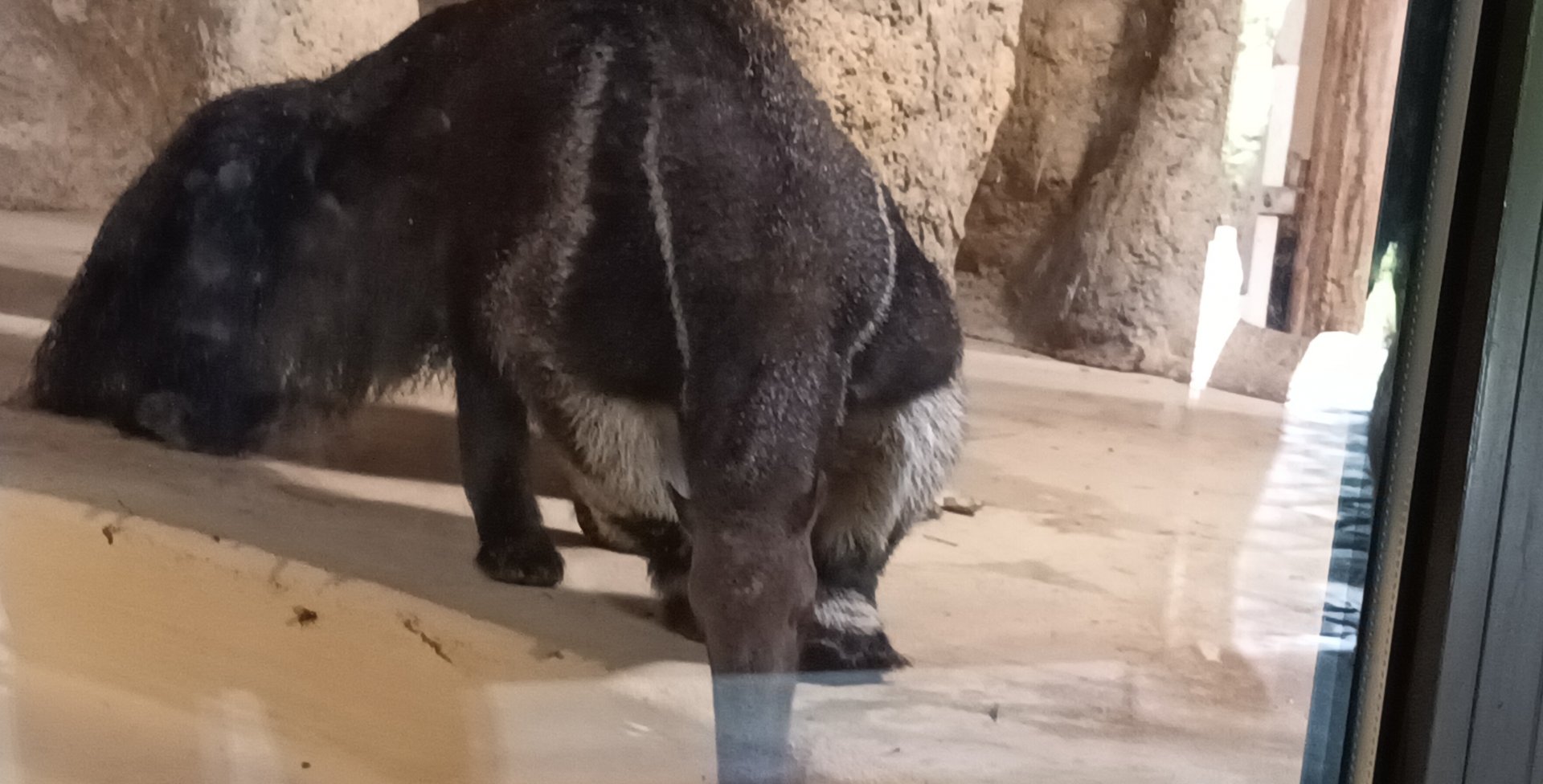 Giant Anteater