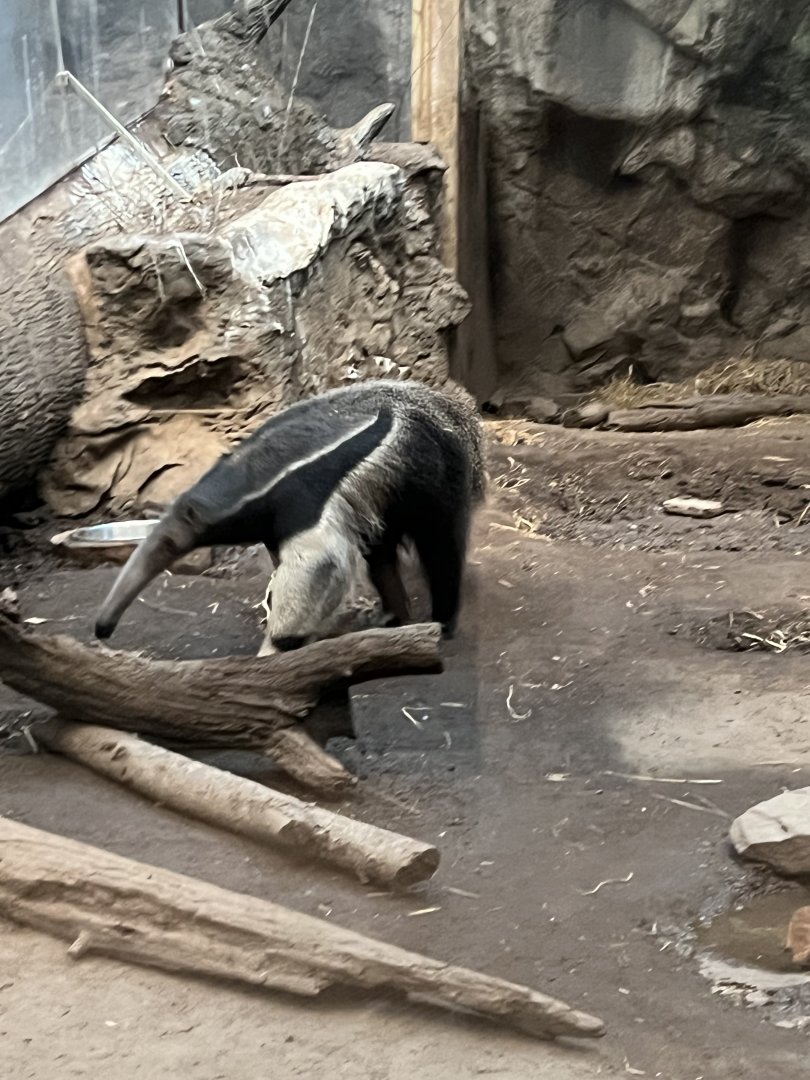 Giant Anteater