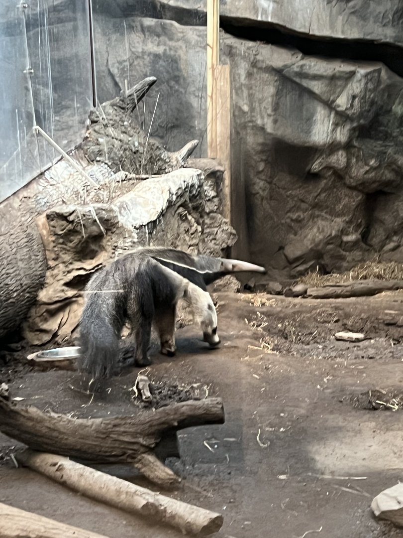 Giant Anteater