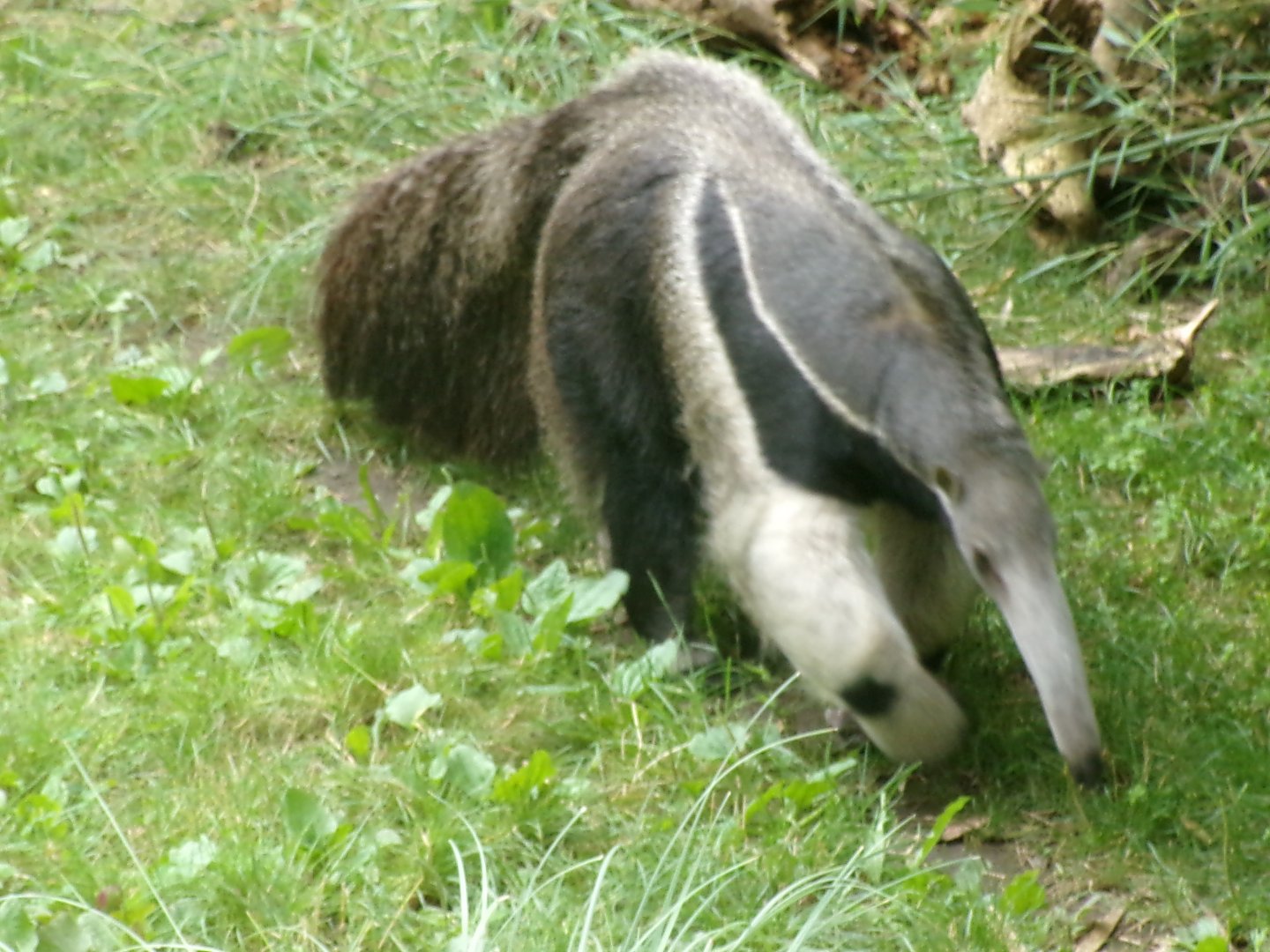Giant anteater
