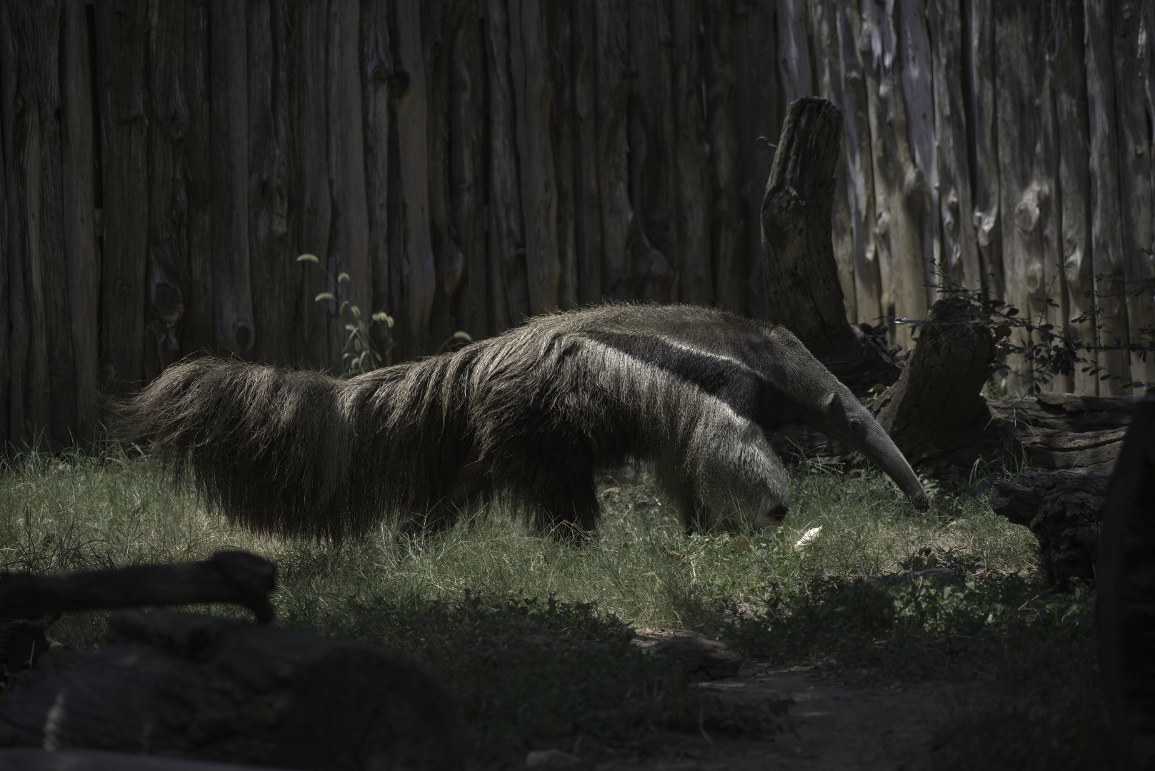 Giant Anteater