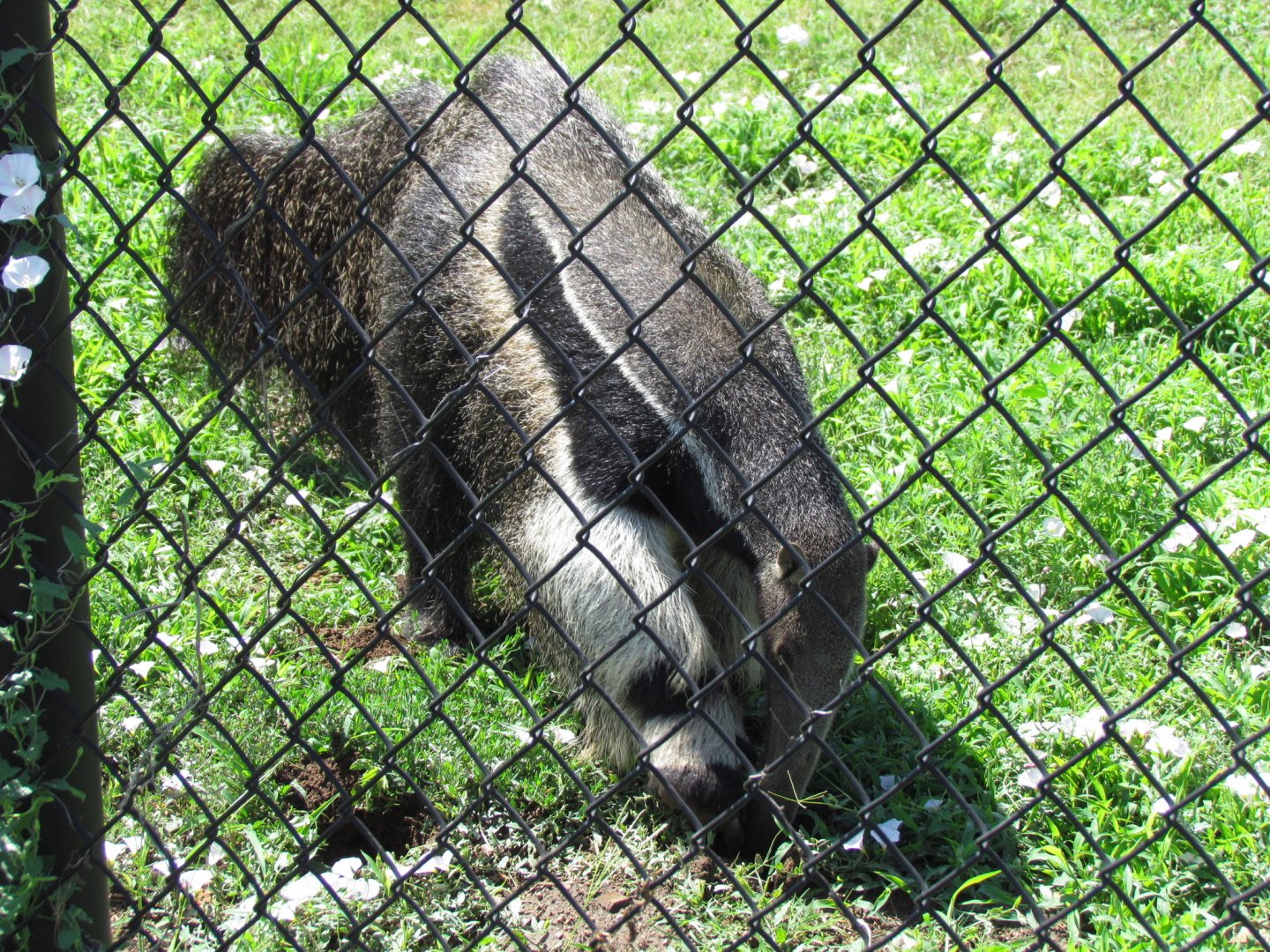 Giant Anteater