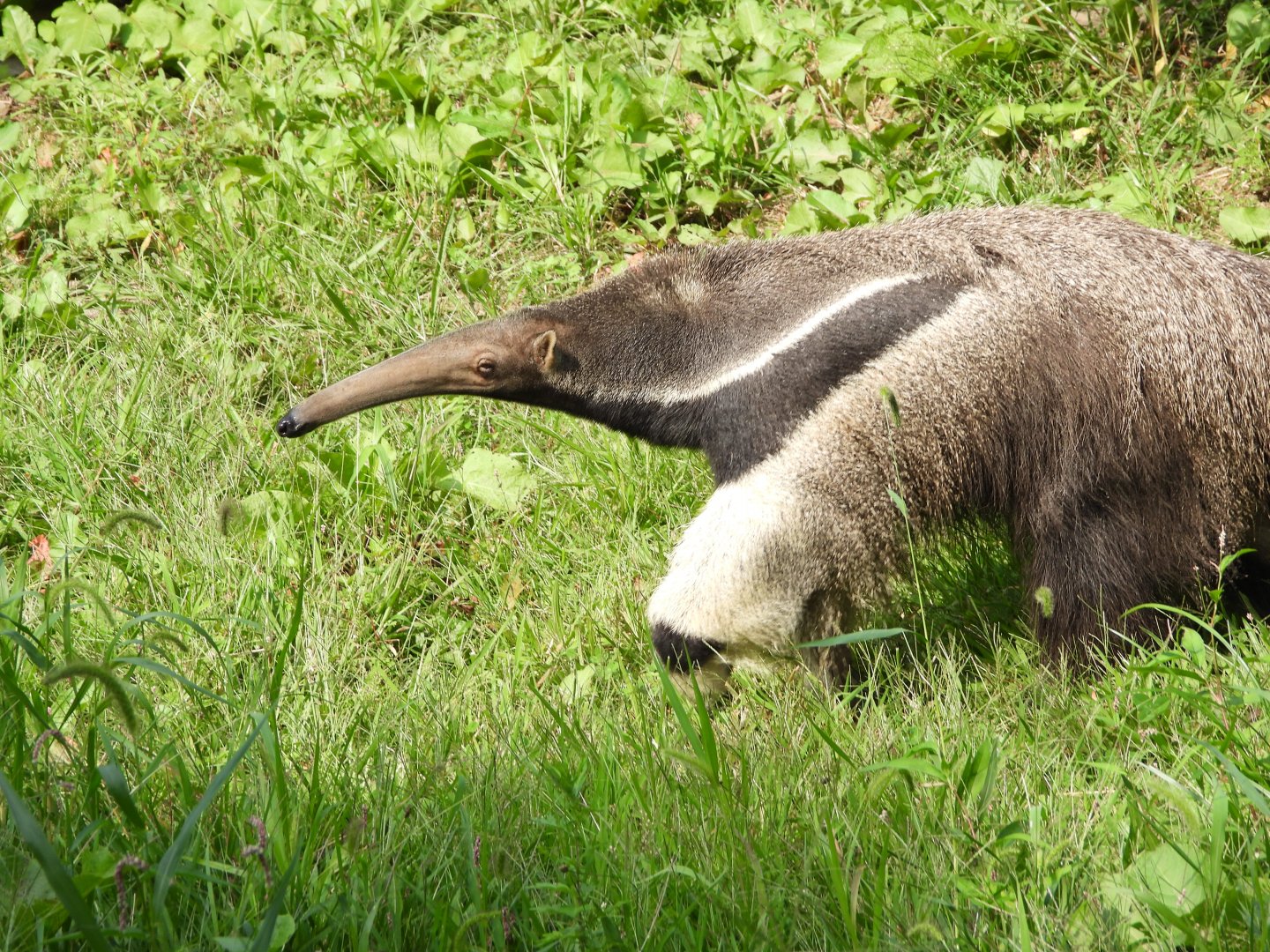 Giant anteater