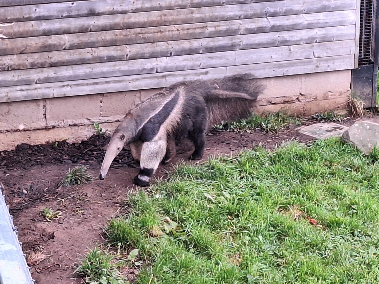 Giant Anteater