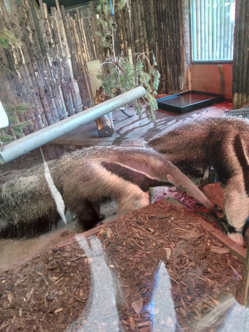 Giant Anteater