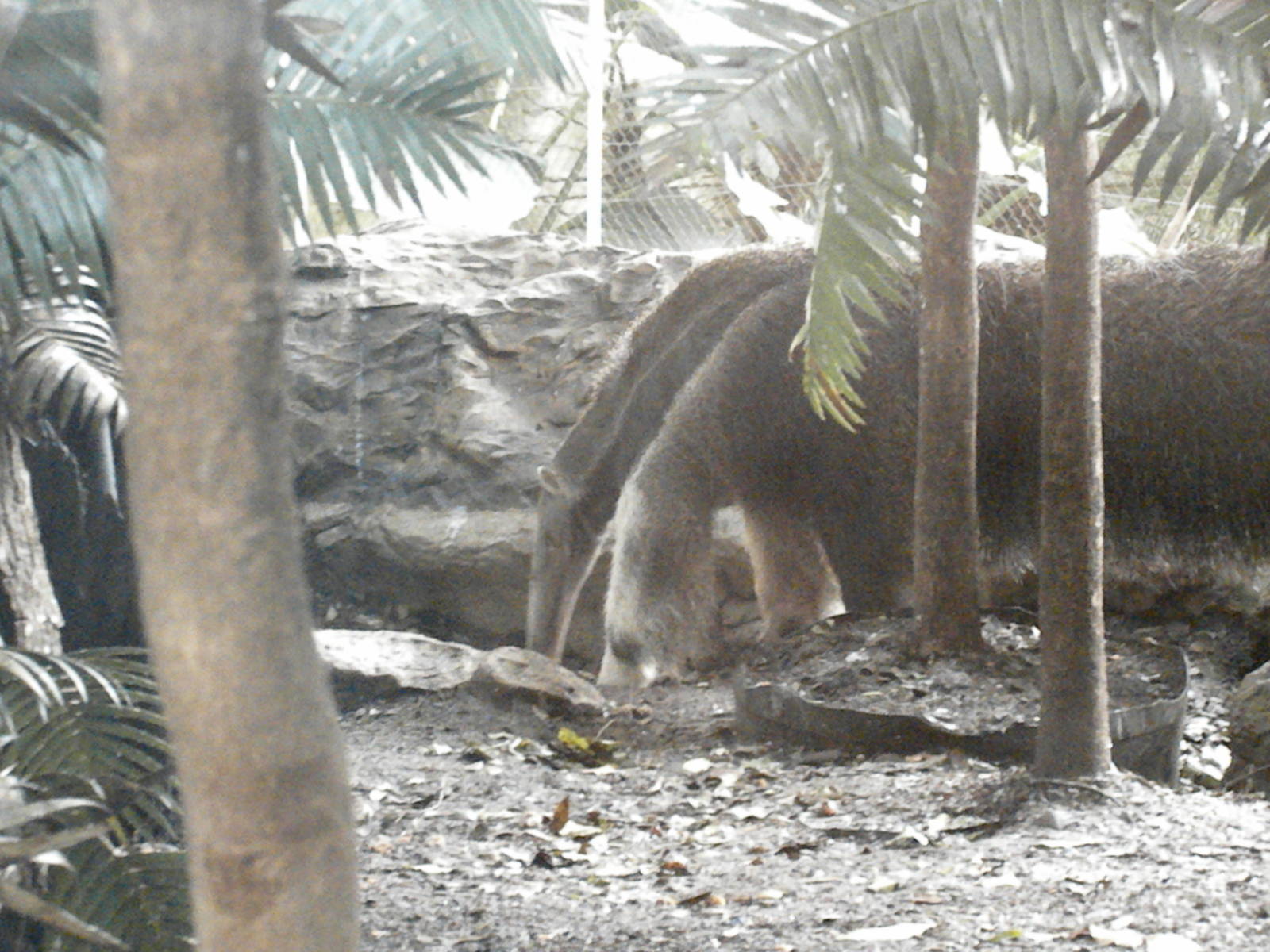 Giant Anteater