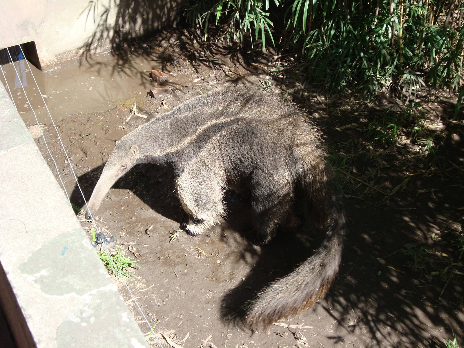 Giant Anteater