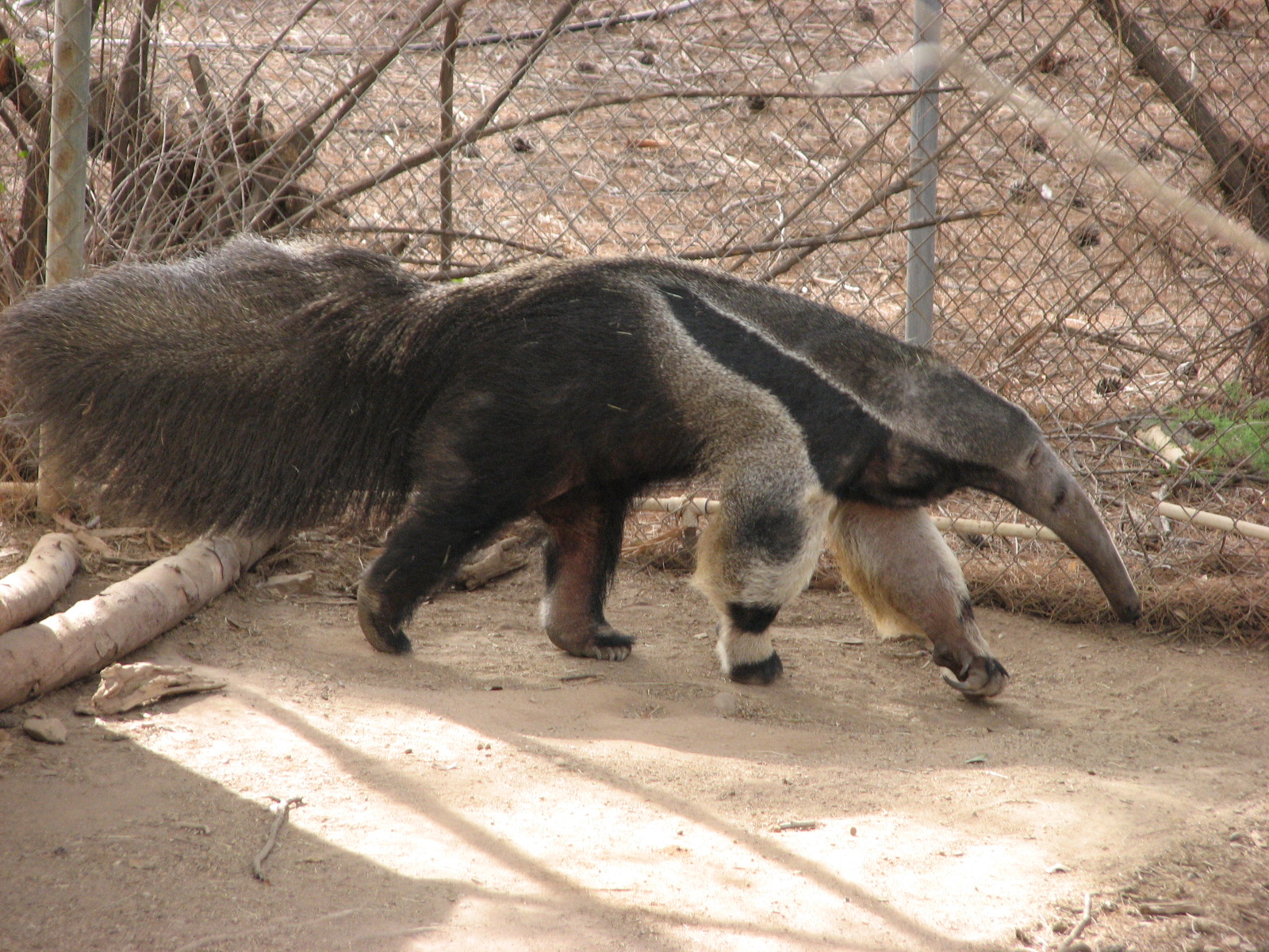 Giant Anteater