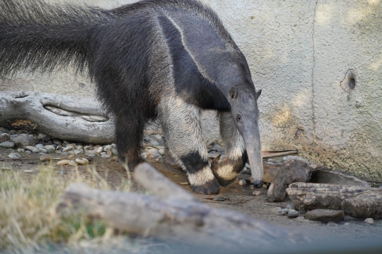 Giant anteater