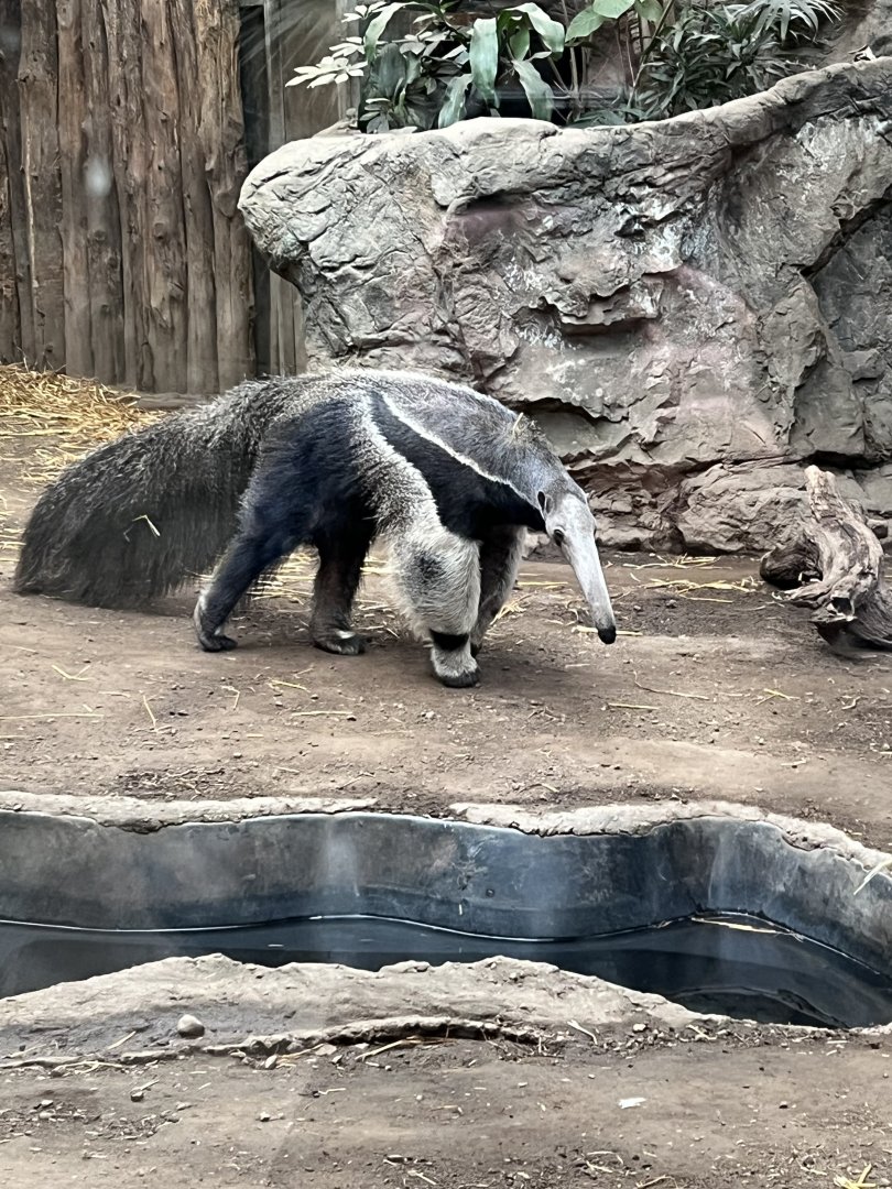 Giant Anteater