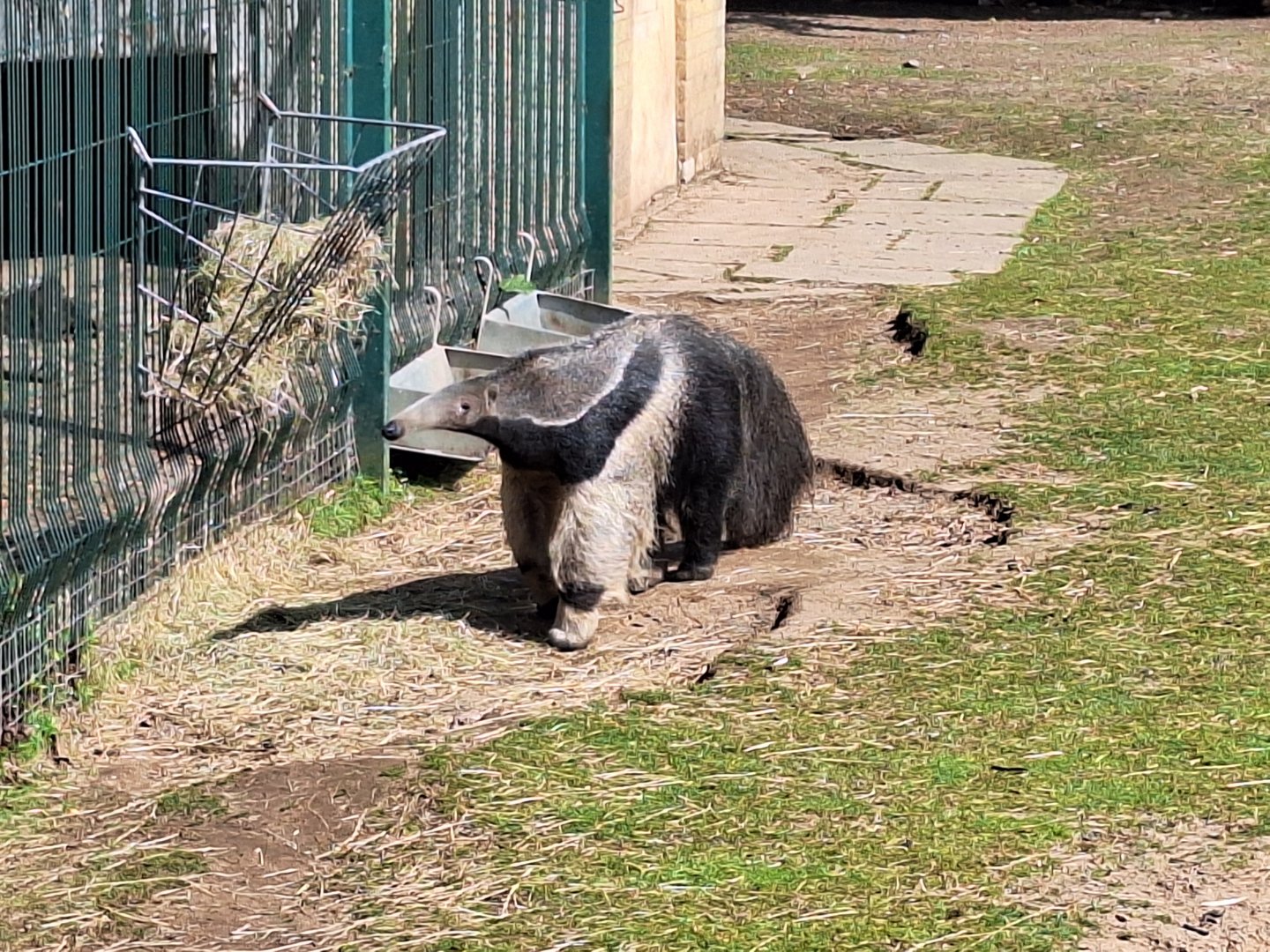 Giant Anteater