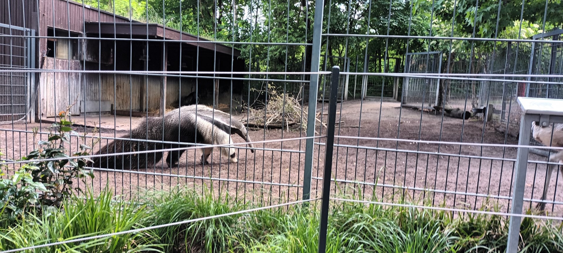 Giant Anteater