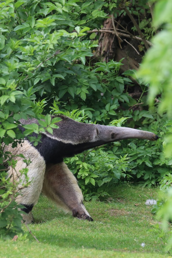 Giant anteater