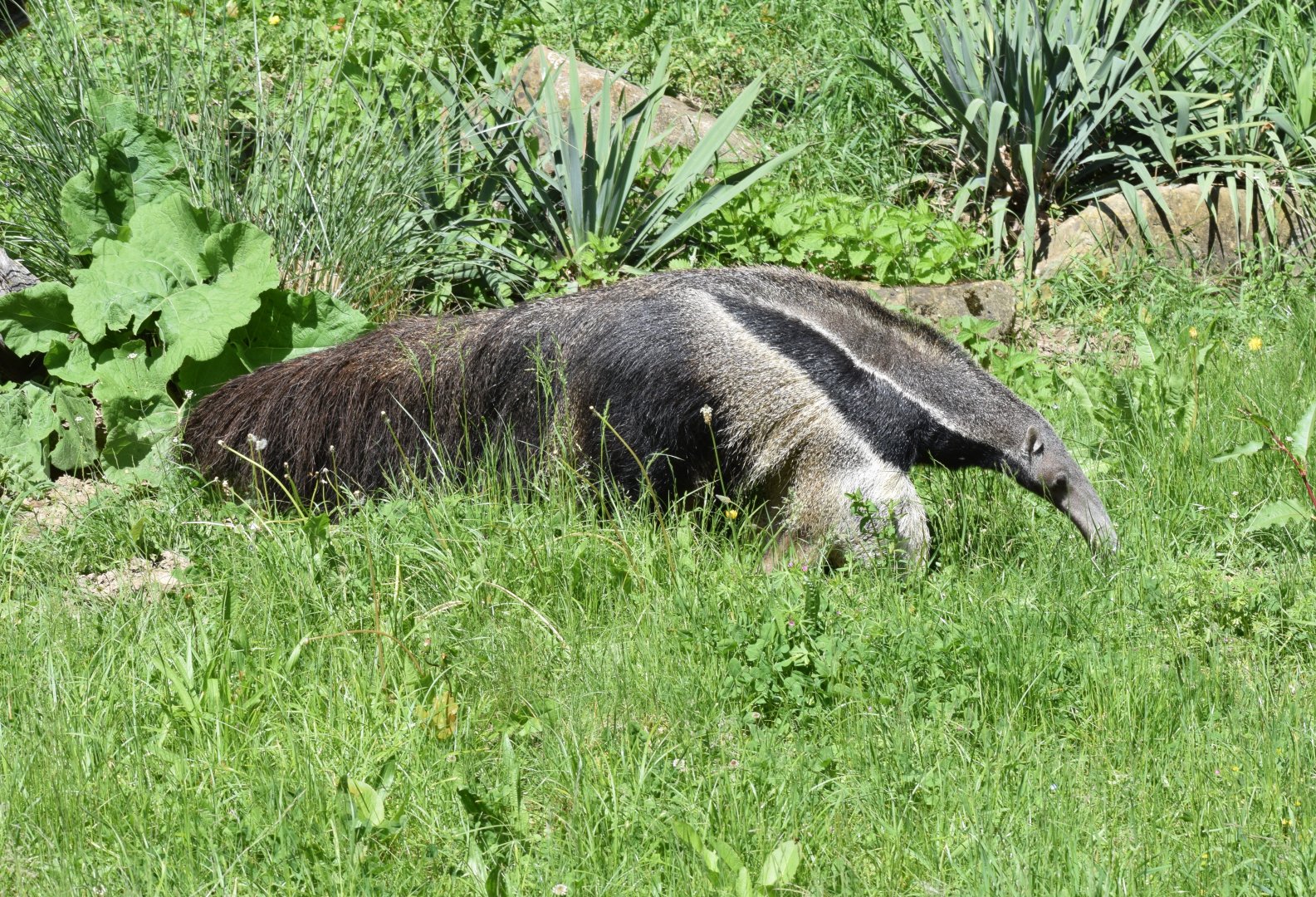 Giant anteater