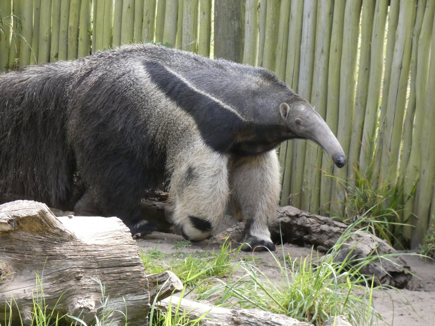 Giant anteater