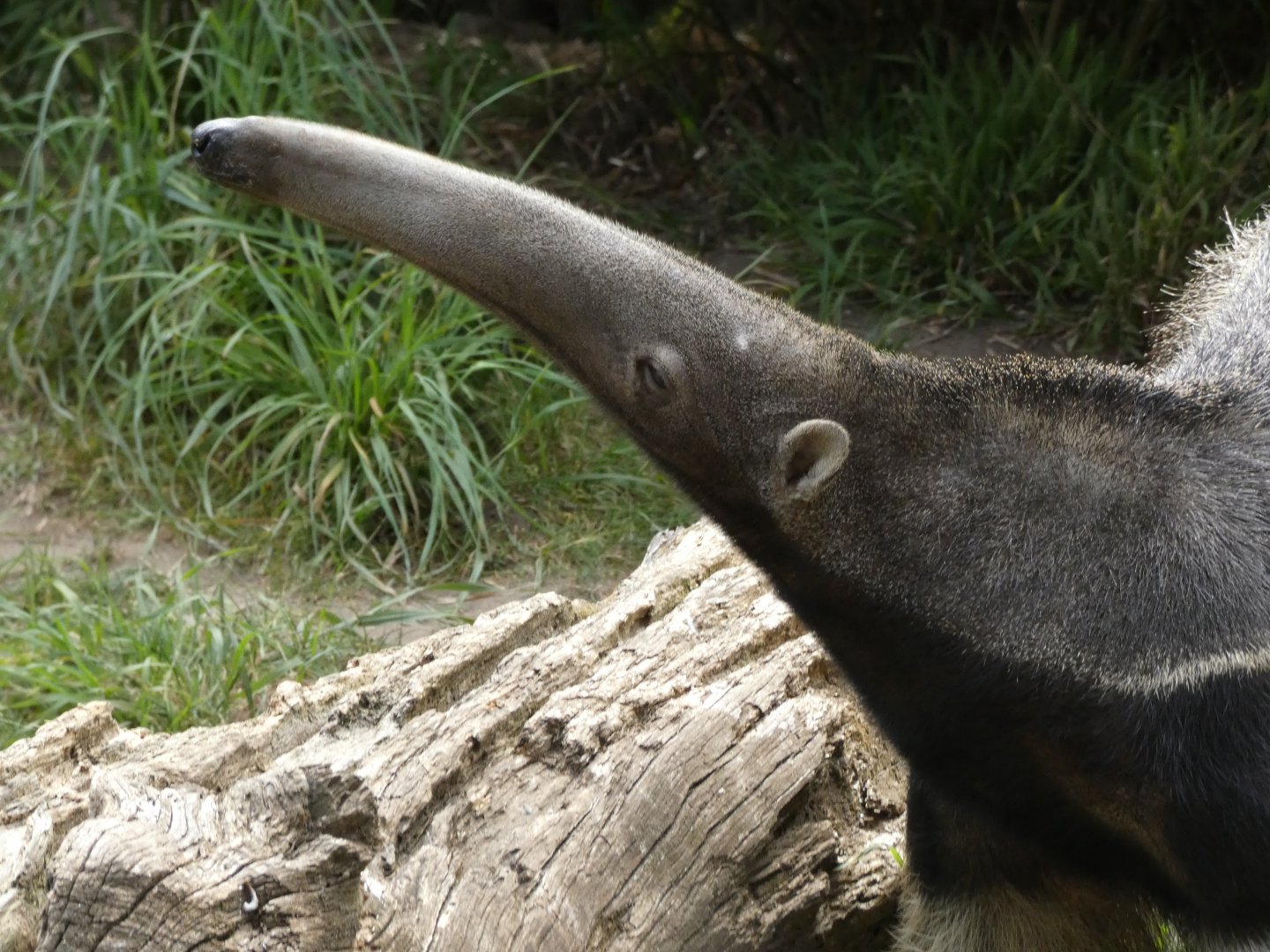 Giant anteater