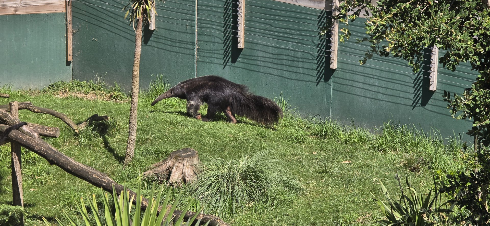 Giant anteater
